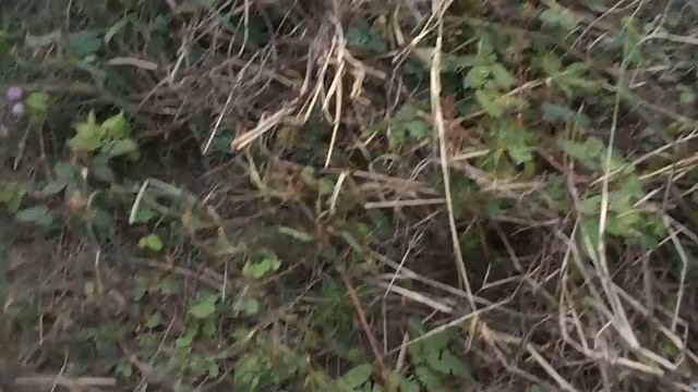 живая трава смотреть онлайн