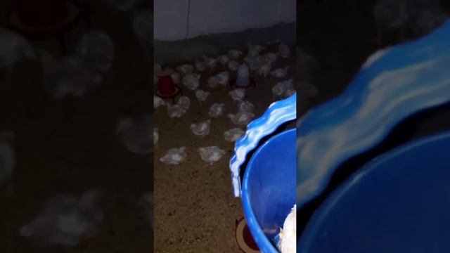 #day 21 - weekly weight check in broilers смотреть онлайн
