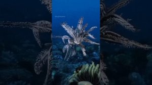 Этот удивительный подводный мир