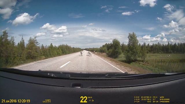 Finland. Reindeer on the E63 38 km before Kuusamo. смотреть онлайн