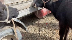 МОЛБОЗОРИ ДУШАНБЕ НАРХИ БУКАЧА ГНАЧИН ГУСФАНД 6 октября 2021