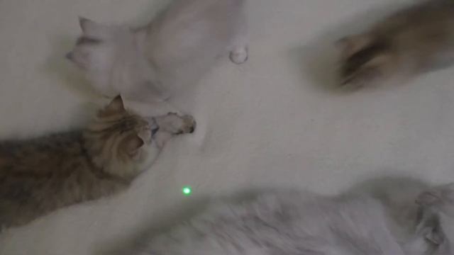 Смешные играющие котята и неуловимая зеленая точка смотреть онлайн