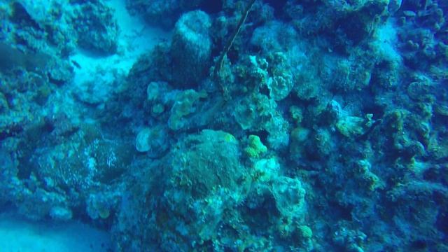 Dive 1 Grand Cayman смотреть онлайн
