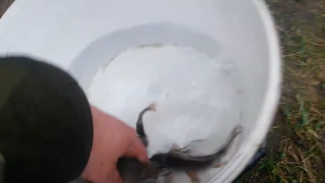 Смотри дружок какие караси смотреть онлайн