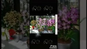 ГОМЕР БЕРӘҮ, ИКӘҮ ТҮГЕЛ