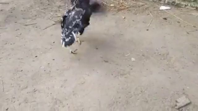 jogi aseel murgi ki lari смотреть онлайн