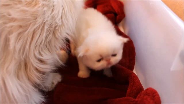 Jovial's Tiffany Jolie's Two Week Old Himalayan Persian Kittens смотреть онлайн