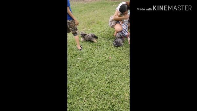 Lhasa Apso Puppies 3 Months Old