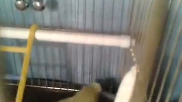 Волнистый попугай Глаша и ручка))) смотреть онлайн