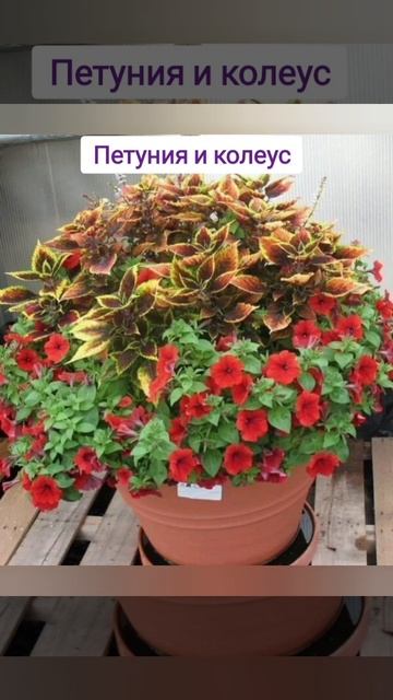 Цветы-компаньоны для кашпо #garden #дача #diy #цветы смотреть онлайн