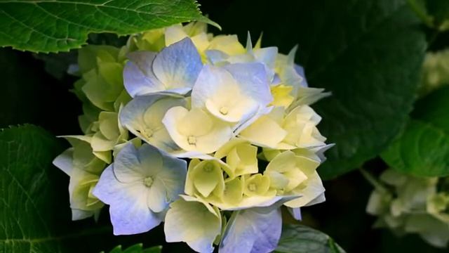 Живая природа 2