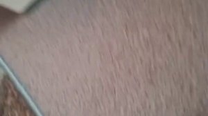 понарошку гризли лемминги наоборот