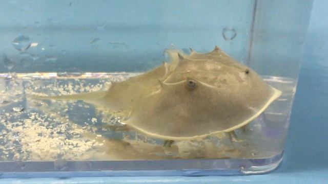 Horseshoe Crab смотреть онлайн