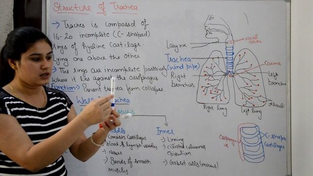 Trachea anatomy & physiology in hindi | wind pipe | structure | cartilages | walls | functions смотреть онлайн