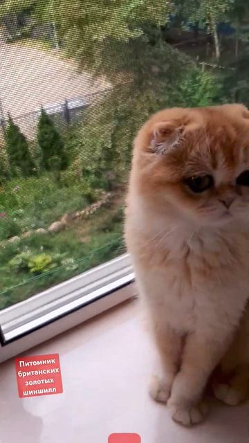 питомник британских золотых шиншилл есть котята #британцы #cat #пушистики #catlover #котик #kitten смотреть онлайн