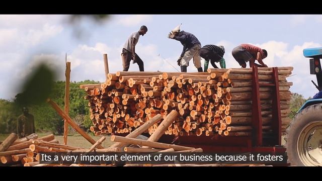 Mondi Zimele - emerging timber grower programme (short) смотреть онлайн