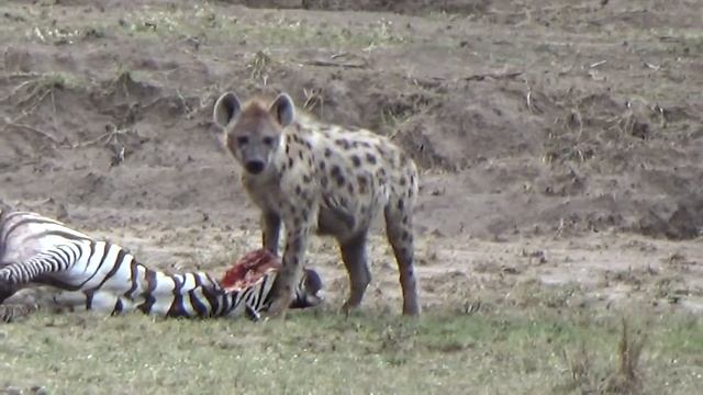 Hyena eating fallen prey (2) - Kenya 2014 смотреть онлайн