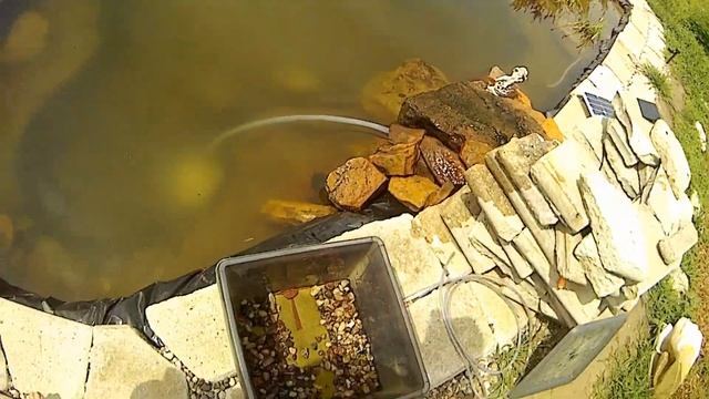 DIY SOLAR POND FILTER CHEEP EASY AND VERY EFFECTIVE AGAINST ALGAE смотреть онлайн