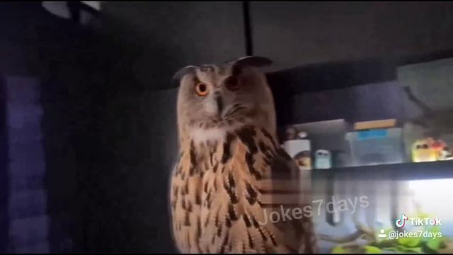 Jokes 7 days #1161 смотреть онлайн