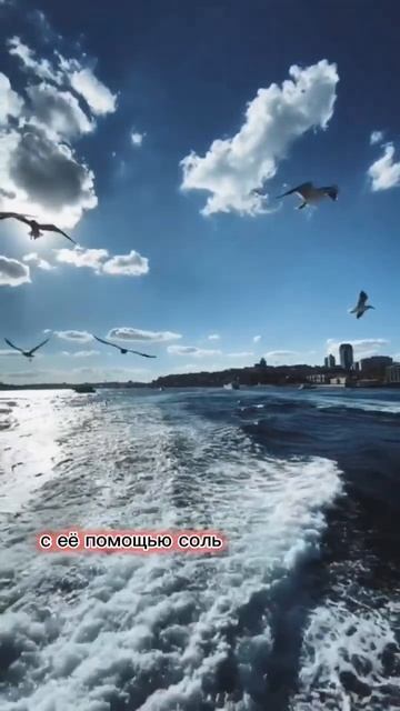 Пингвины и чайки могут пить солёную воду без вреда для здоровья #животные #историиоживотных смотреть онлайн