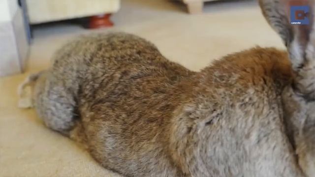 Величезні кролі смотреть онлайн