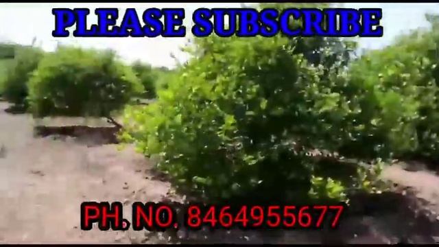 2.5 ACRES OF LEMON FARM LAND. PRAKASAM DT. DARSHI. (AP). PH. NO. 8464955677//LAND:ID:139. смотреть онлайн