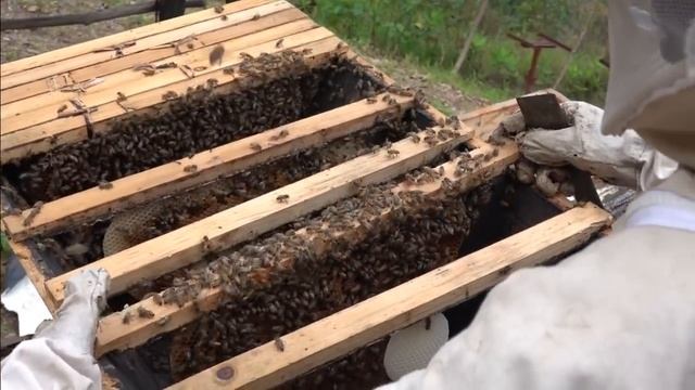 Small budget? How To Make Money with HONEY in your African Business смотреть онлайн