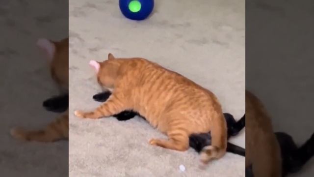 Ой, спалились смотреть онлайн