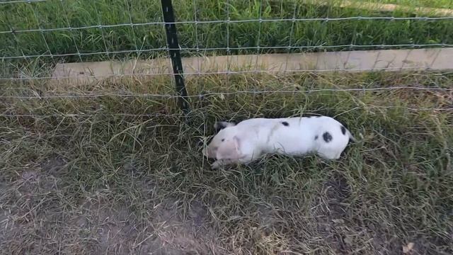 Momma Pig's Take Turns Feeding Each Other's Piglets! смотреть онлайн