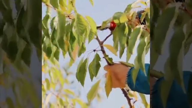 Как правильно обрезать косточковые деревья #shorts #огород смотреть онлайн