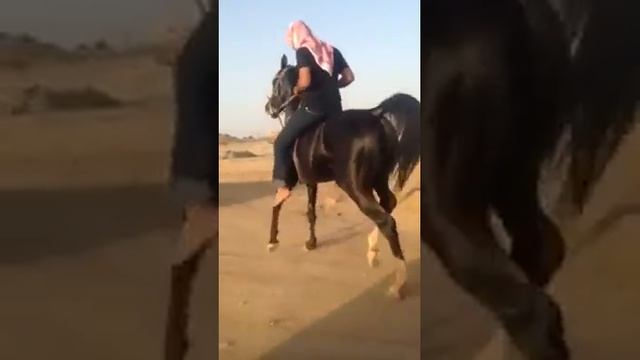 Танцующая лошадь смотреть онлайн