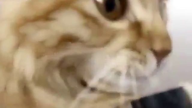 Видео с кошками! Кот и пылесос! смотреть онлайн