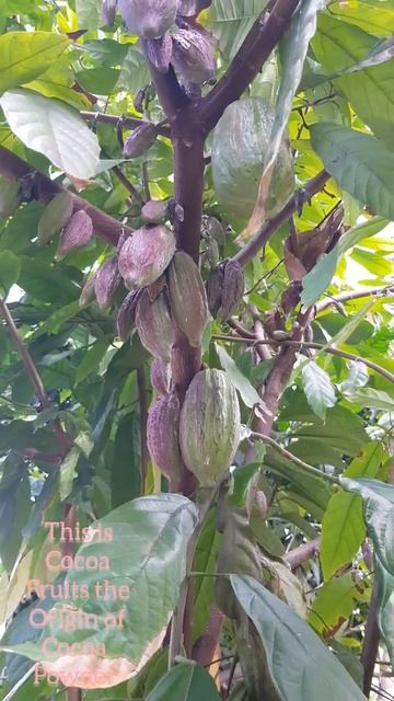 Cacao Trees||Pohon Kakao#shorts смотреть онлайн