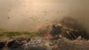 Зита и Гита 6888514783907