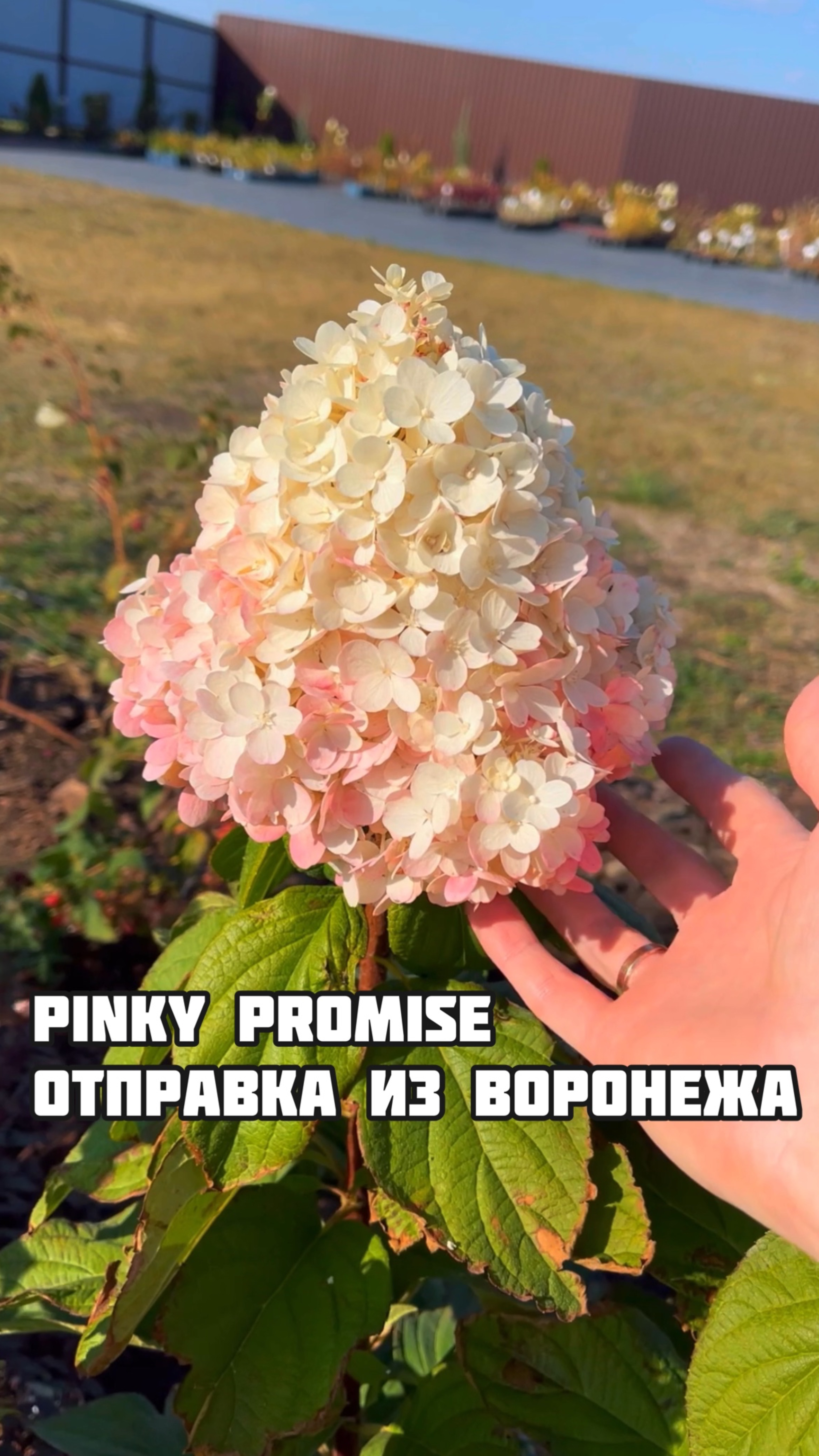 Pinki promis в продаже весной 2025г #гортензия  #новыйгод  #новыйгод2025