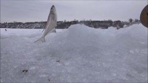 Зимняя рыбалка на оби