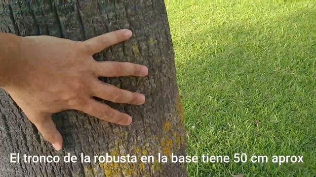 ✔️ COMO DIFERENCIAR PALMERAS WASHINTONIAS ROBUSTA Y FILIFERA. 🌴IDENTIFICAR PALMERAS DE FORMA FÁCIL смотреть онлайн