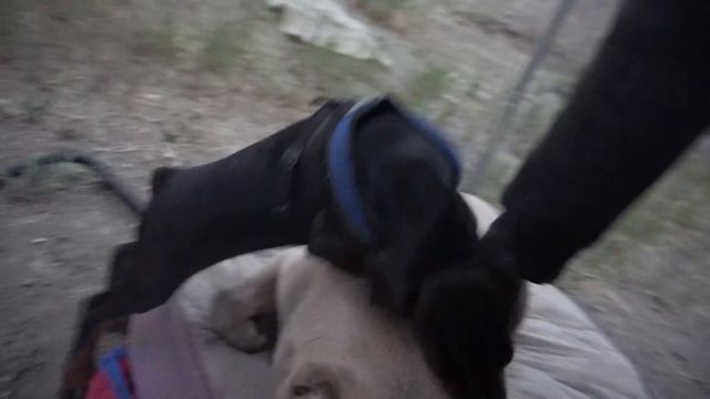 Do your guard dogs get along? This is what I do смотреть онлайн