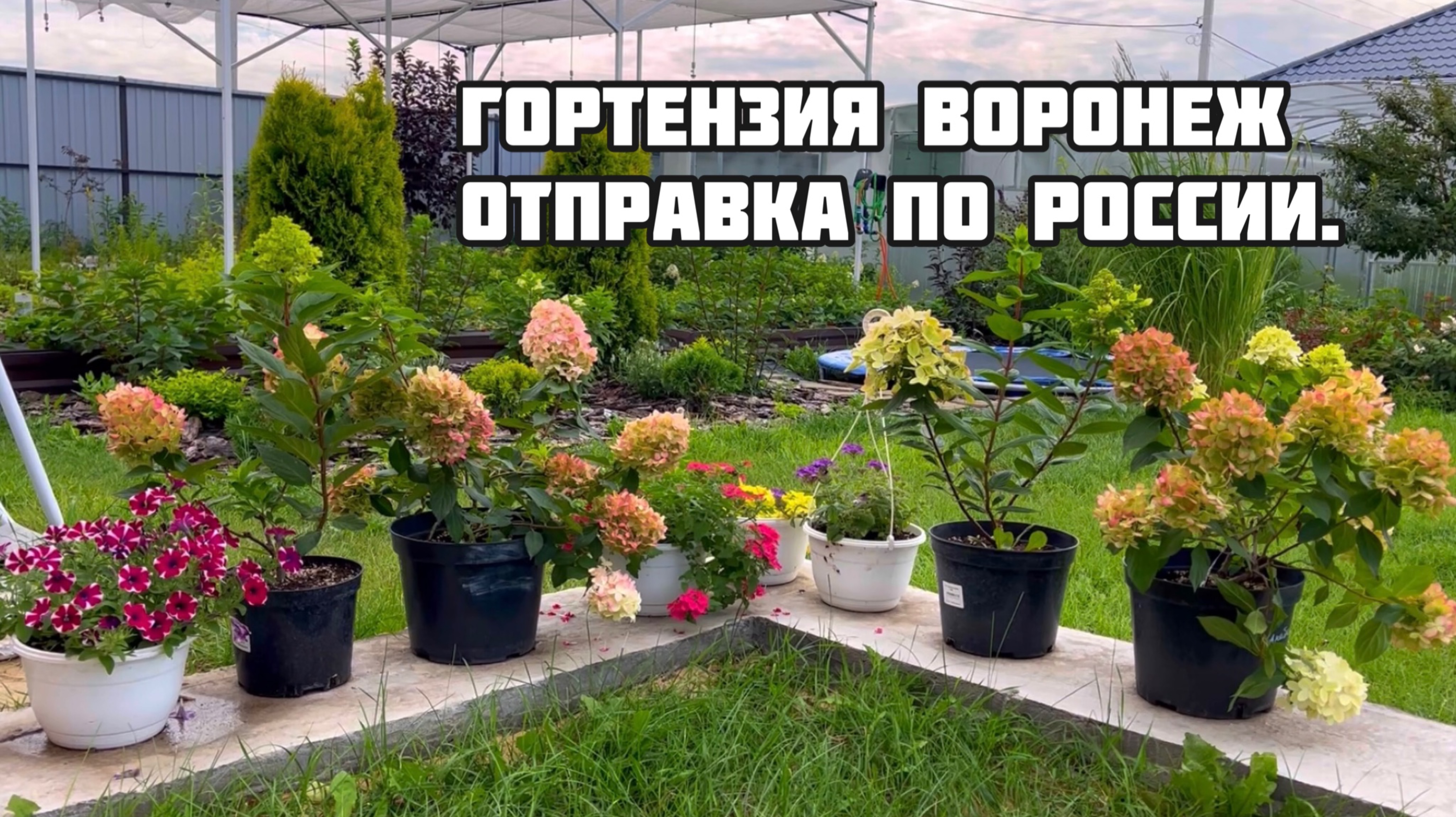 Гортензия август Воронеж отправка по России.