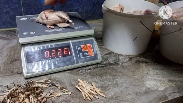 Виргинским перепелятам 10 дней и вес 3 годовалых Виргинцев.