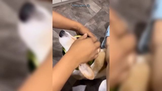 Baby Cats - Funny Animals Videos #1 | DinDin Animals