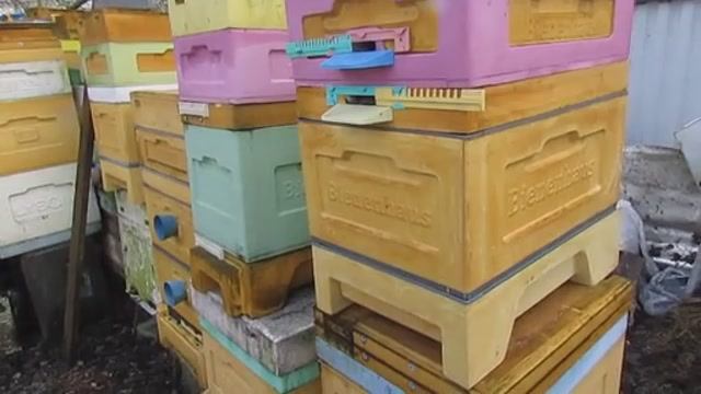 можно ли переставить семью пчел в январе, феврале на новое место - ответы на вопросы смотреть онлайн