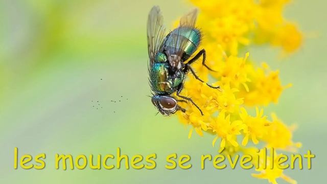 C'est Le Printemps - It's Spring! - Lyric Video/paroles