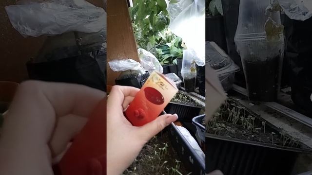 #секатор #швабра #модная #духи смотреть онлайн