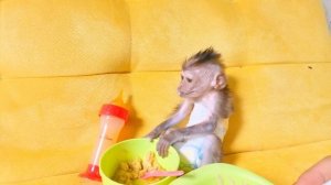 baby monkey Dino is very cute when cling to mommy