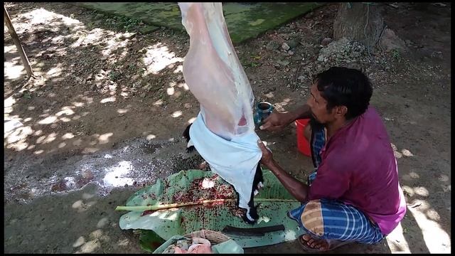 কিভাবে কুরবানির পশুর চামড়া খুলবেন? смотреть онлайн