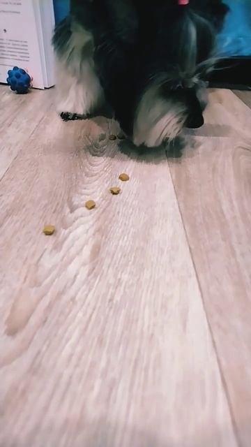 Собака лучший пылесос 😂👍@MY_PET_PLANET смотреть онлайн