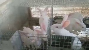 Кролики белый панон.