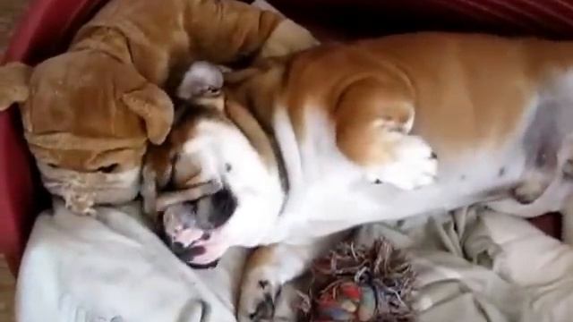 Свинья, пошли гулять! смотреть онлайн