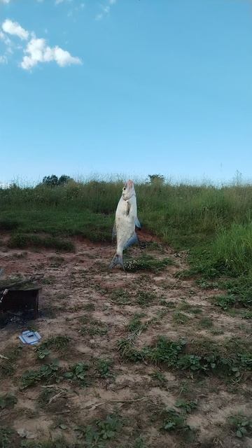 Очередная Сопа